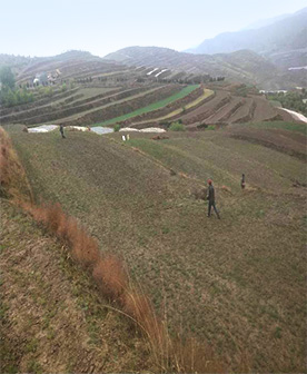 隴南柴胡標(biāo)準(zhǔn)化種植試驗(yàn)田